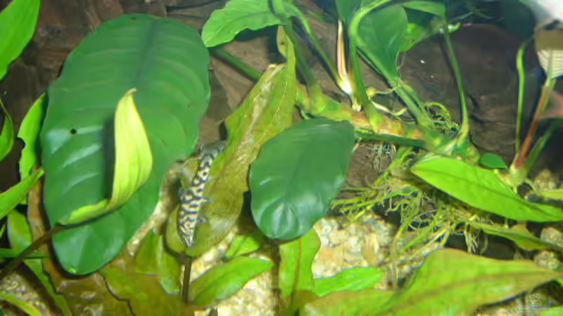 Pflanzen im Aquarium Becken 4199 von Joachim Reinhardt (9)