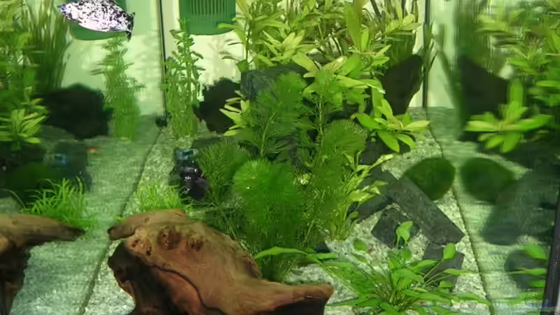 Pflanzen im Aquarium Becken 4225 von Jörg Fackler (3)