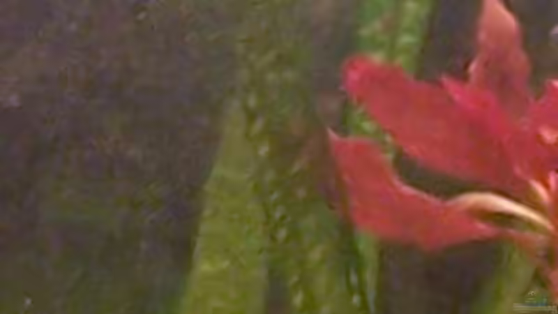 Pflanzen im Aquarium Becken 4241 von Marcel Massow (10)