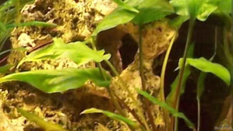 Pflanzen im Aquarium Becken 4241 von Marcel Massow (5)