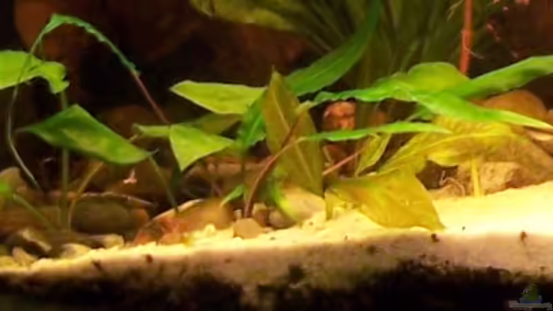 Pflanzen im Aquarium Becken 4241 von Marcel Massow (6)