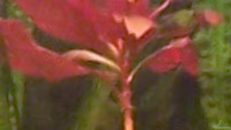 Pflanzen im Aquarium Becken 4241 von Marcel Massow (8)