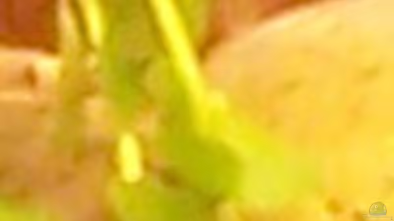 Pflanzen im Aquarium Becken 4241 von Marcel Massow (9)