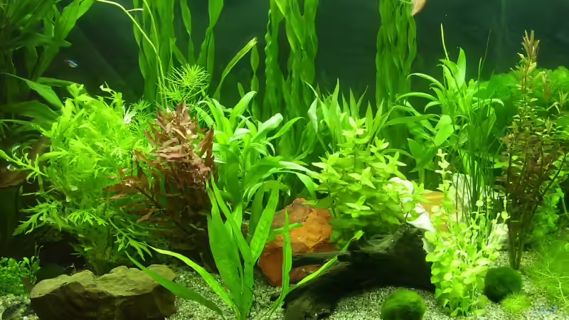 Pflanzen im Aquarium Becken 4257 von Ralf Schmitz (10)