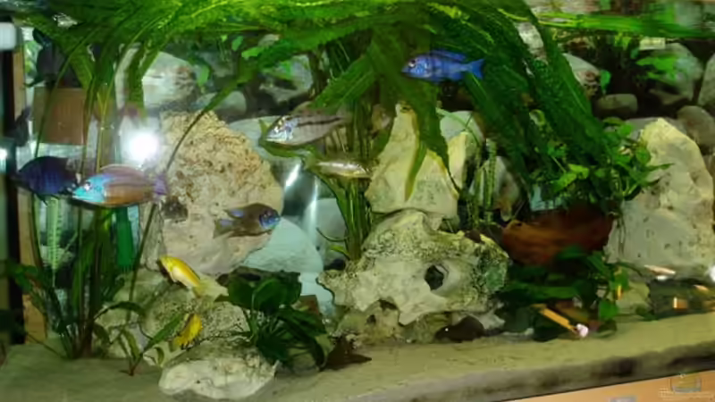 Pflanzen im Aquarium Becken 4259 von MalawiEder (5)