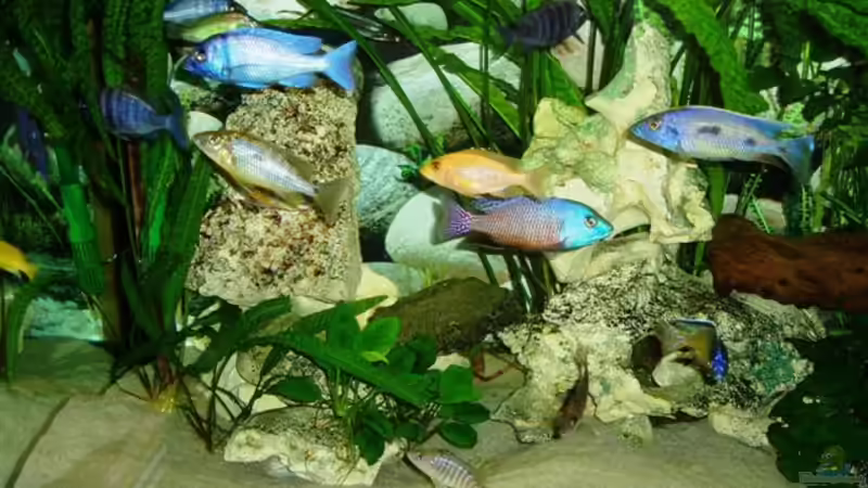 Pflanzen im Aquarium Becken 4259 von MalawiEder (6)