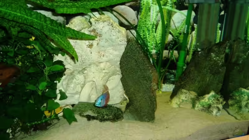 Pflanzen im Aquarium Becken 4259 von MalawiEder (7)