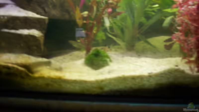 Pflanzen im Aquarium Becken 4266 von Robert Borowiak (11)