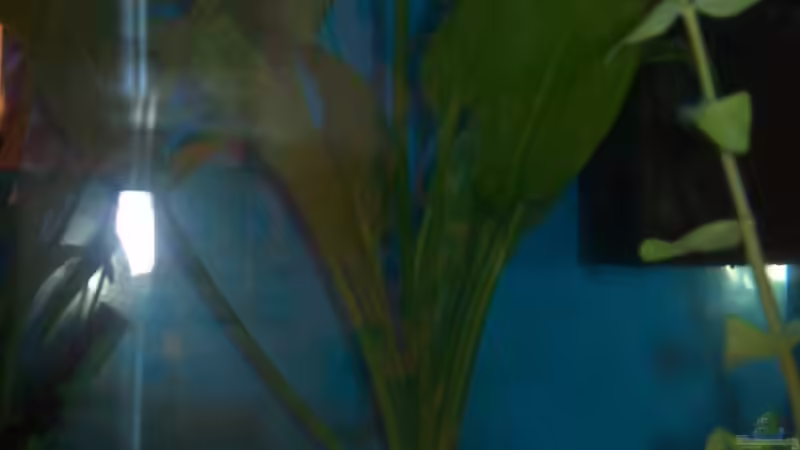 Pflanzen im Aquarium Becken 4266 von Robert Borowiak (6)