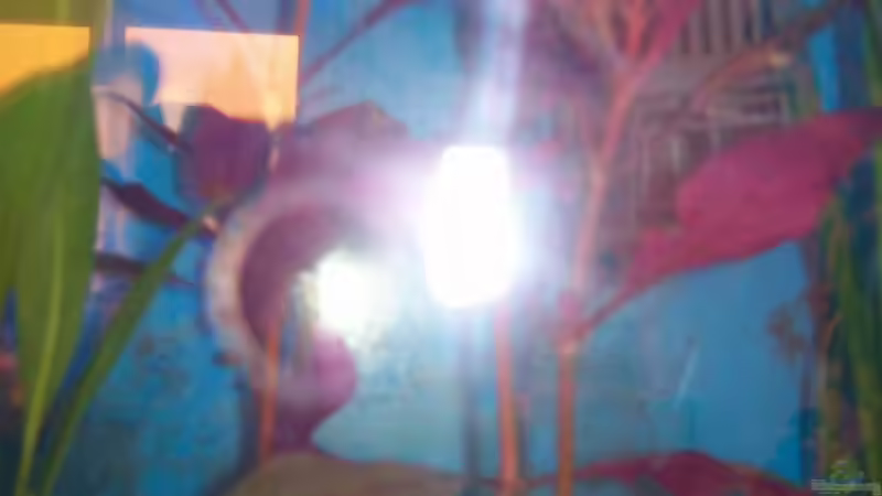 Pflanzen im Aquarium Becken 4266 von Robert Borowiak (7)