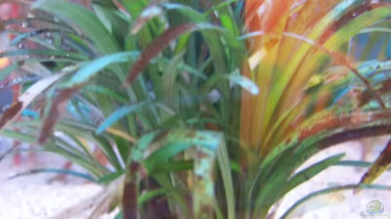 Pflanzen im Aquarium Becken 4266 von Robert Borowiak (8)