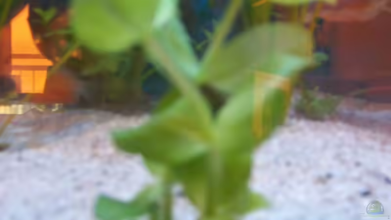 Pflanzen im Aquarium Becken 4266 von Robert Borowiak (9)