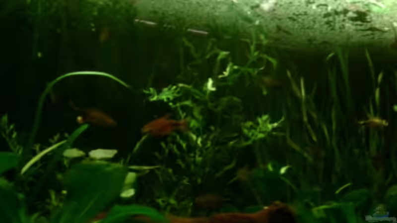 Pflanzen im Aquarium Becken 4326 von Nicole Helal (12)