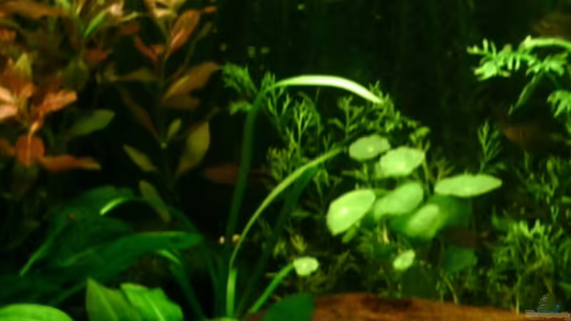 Pflanzen im Aquarium Becken 4326 von Nicole Helal (13)