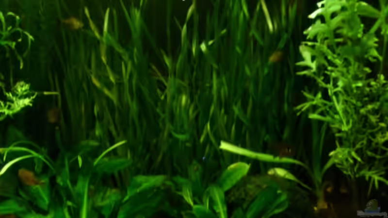 Pflanzen im Aquarium Becken 4326 von Nicole Helal (14)