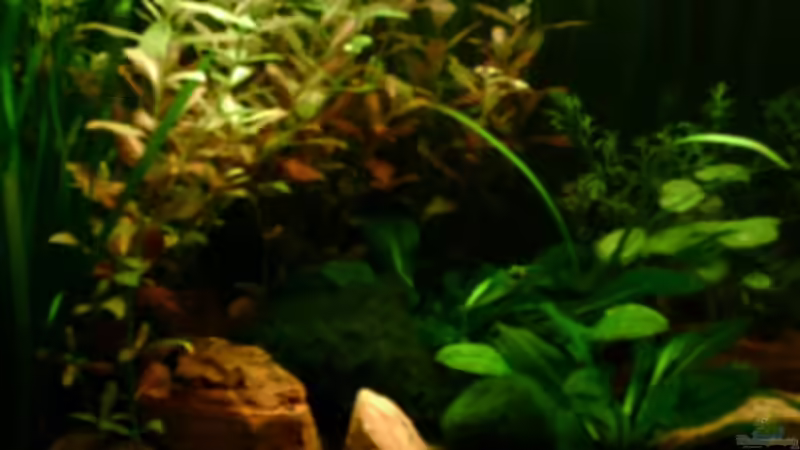 Pflanzen im Aquarium Becken 4326 von Nicole Helal (15)