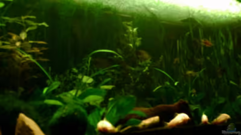 Pflanzen im Aquarium Becken 4326 von Nicole Helal (16)