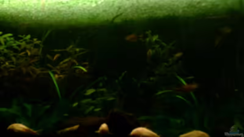 Pflanzen im Aquarium Becken 4326 von Nicole Helal (17)