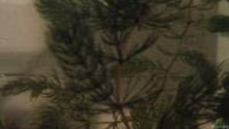 Pflanzen im Aquarium Becken 4348 von Bruno Leuenberger (4)