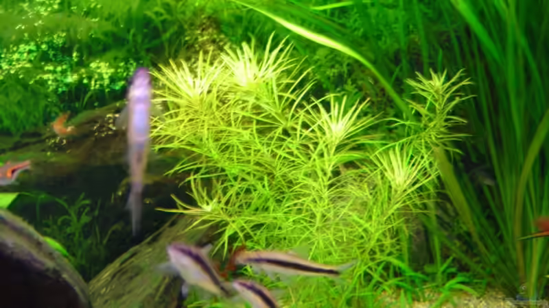 Pflanzen im Aquarium Becken 4349 von Matthias Bosse (4)