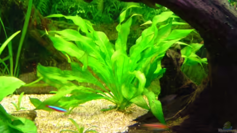 Pflanzen im Aquarium Becken 4349 von Matthias Bosse (5)