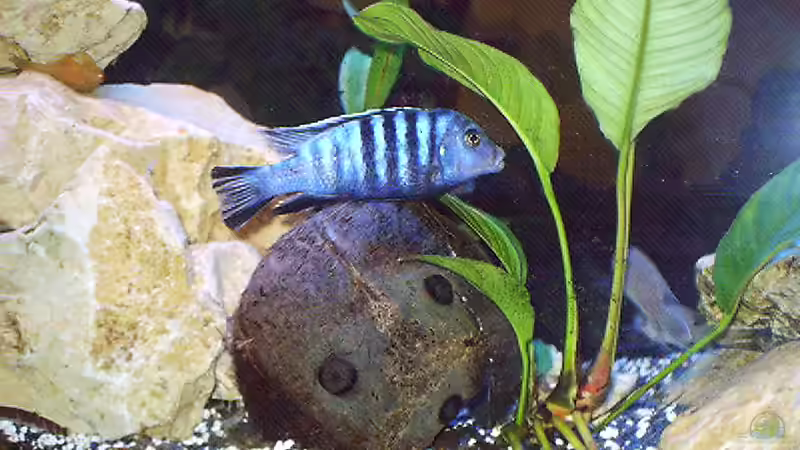 Pflanzen im Aquarium Becken 4370 von Stephan Weber (3)