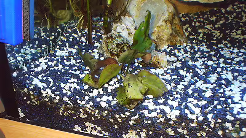 Pflanzen im Aquarium Becken 4370 von Stephan Weber (4)