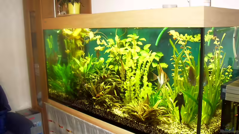 Pflanzen im Aquarium Becken 4370 von Stephan Weber (5)