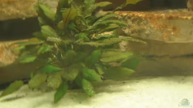 Pflanzen im Aquarium Becken 4383 von Rolf Meyer (2)