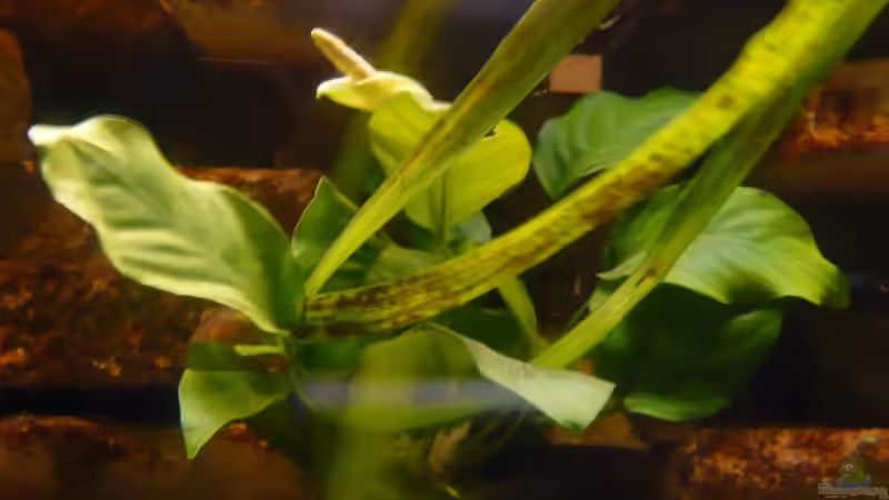 Pflanzen im Aquarium Becken 4383 von Rolf Meyer (3)
