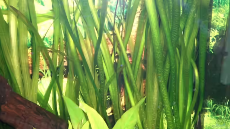 Pflanzen im Aquarium Becken 4396 von Jockwer Rene´ (10)