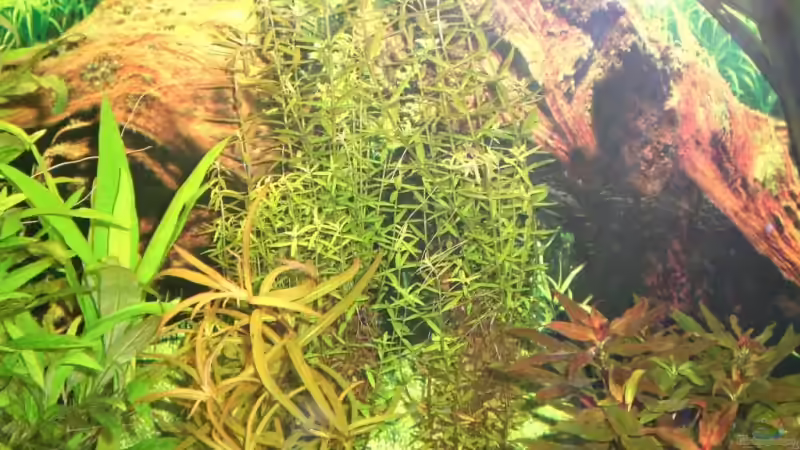 Pflanzen im Aquarium Becken 4396 von Jockwer Rene´ (11)