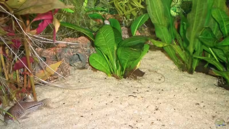 Pflanzen im Aquarium Becken 4396 von Jockwer Rene´ (12)