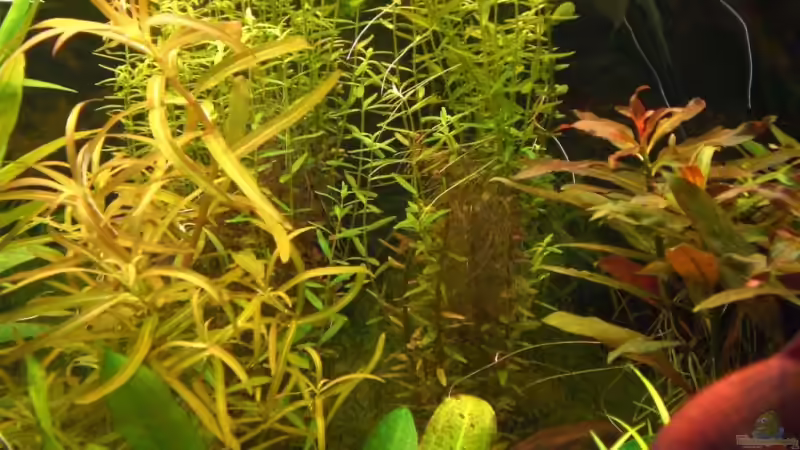 Pflanzen im Aquarium Becken 4396 von Jockwer Rene´ (14)