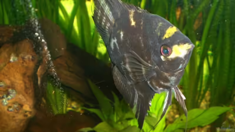 Pflanzen im Aquarium Becken 4396 von Jockwer Rene´ (17)