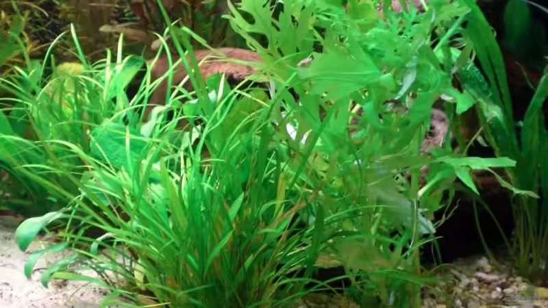 Pflanzen im Aquarium Becken 4396 von Jockwer Rene´ (18)