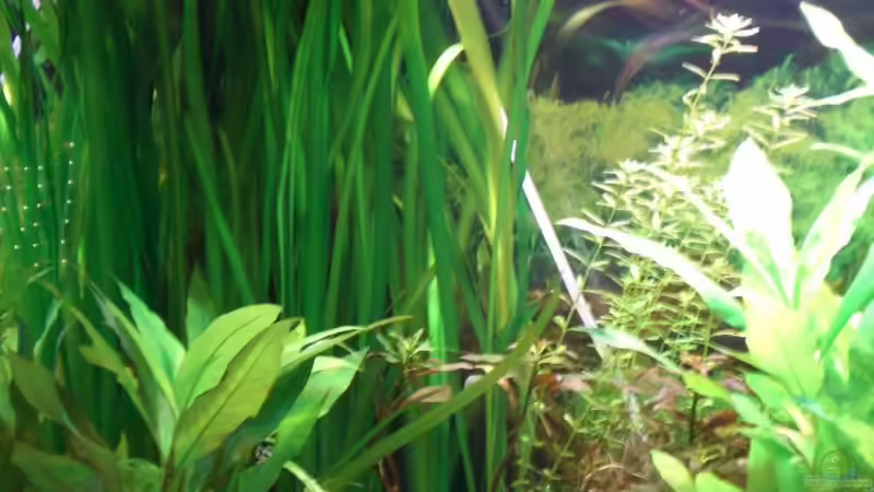 Pflanzen im Aquarium Becken 4396 von Jockwer Rene´ (19)