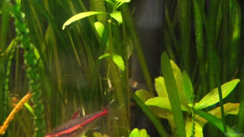 Pflanzen im Aquarium Becken 4402 von André Martin (9)