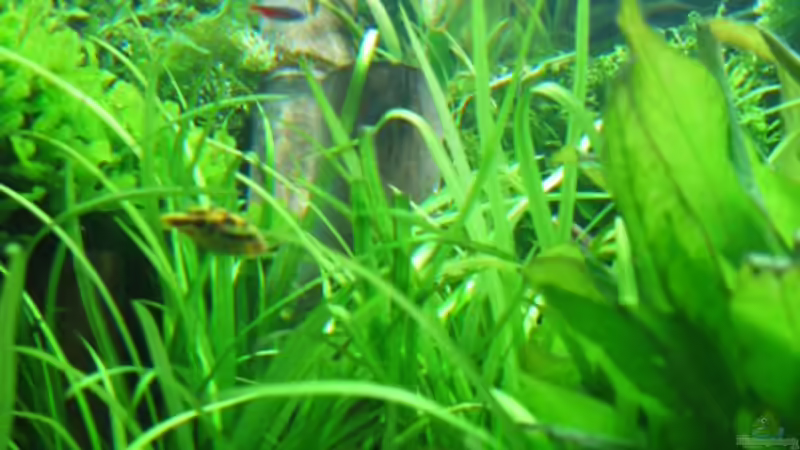 Pflanzen im Aquarium Becken 4417 von Thomas Johansson (5)