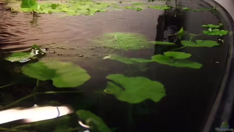 Pflanzen im Aquarium Becken 4427 von Mellie (7)