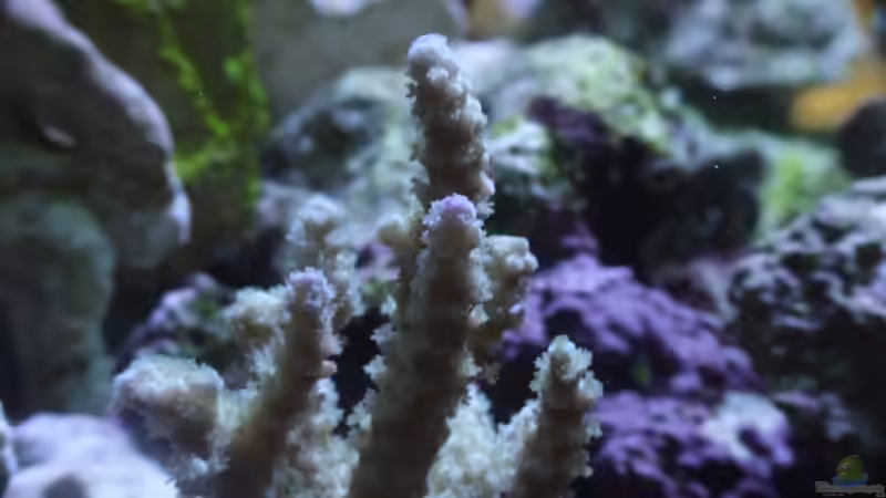 Pflanzen im Aquarium Becken 4431 von Sascha Bill (5)