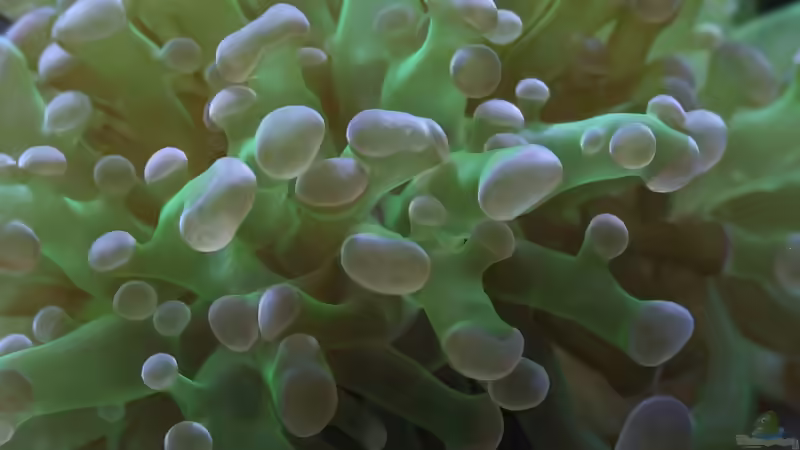 Pflanzen im Aquarium Becken 4431 von Sascha Bill (7)