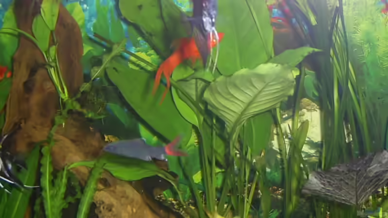 Pflanzen im Aquarium Becken 4453 von Sergej Reiswich (4)