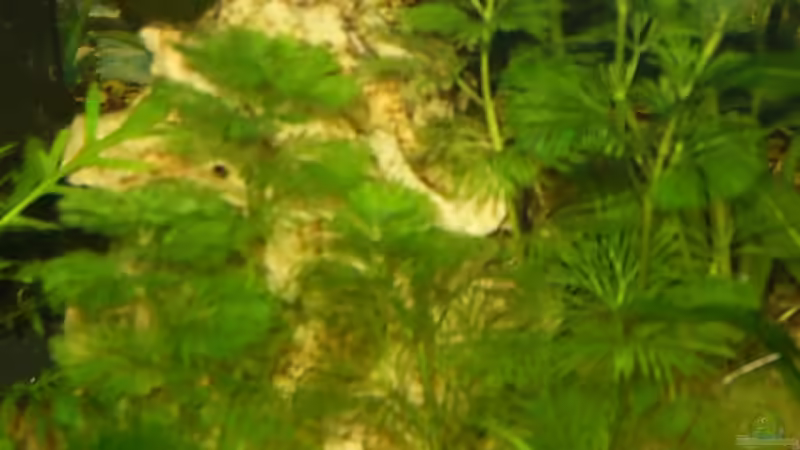 Pflanzen im Aquarium Becken 4453 von Sergej Reiswich (6)