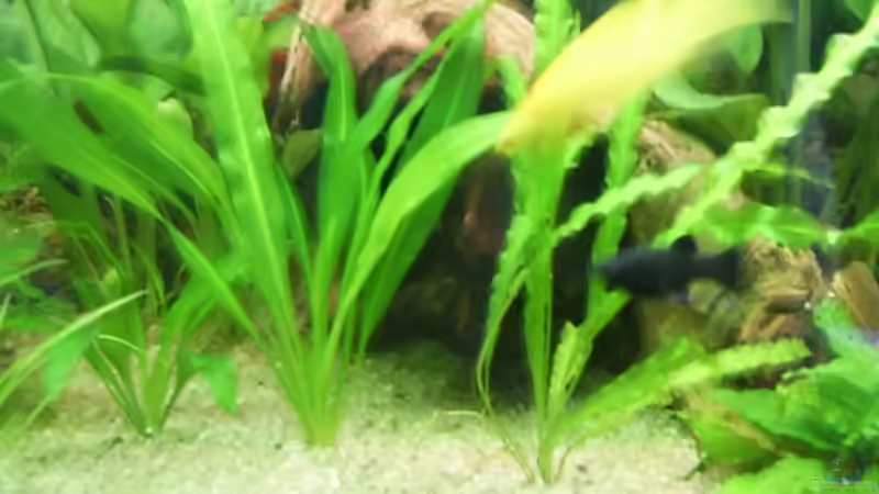 Pflanzen im Aquarium Becken 4453 von Sergej Reiswich (7)