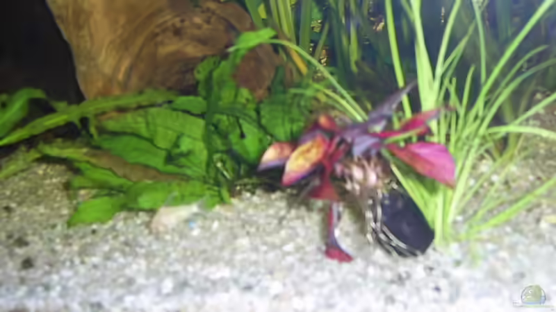 Pflanzen im Aquarium Becken 4453 von Sergej Reiswich (9)