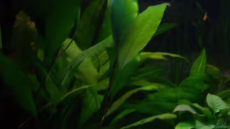 Pflanzen im Aquarium Becken 4457 von Daniela Daum (10)