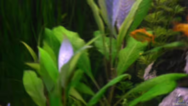 Pflanzen im Aquarium Becken 4457 von Daniela Daum (12)