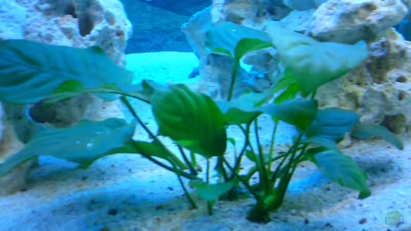 Pflanzen im Aquarium Becken 446 von Mario Gerber (5)