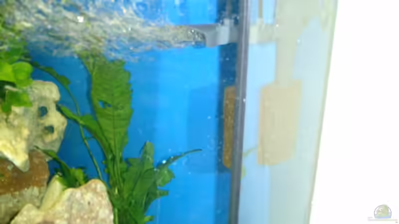 Pflanzen im Aquarium Becken 4467 von Hans Holten (3)